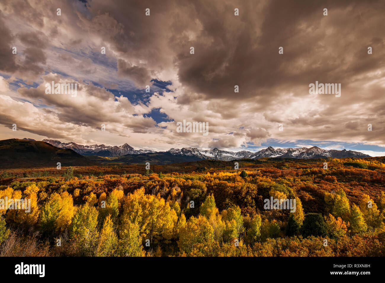 Autumn aspen trees and Sneffels Range, Mount Sneffels Wilderness, Uncompahgre National Forest, Colorado Stock Photo