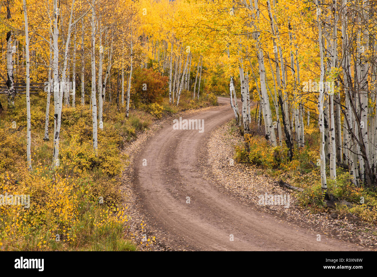 Rural forest service road and golden aspen trees in fall, Sneffels ...