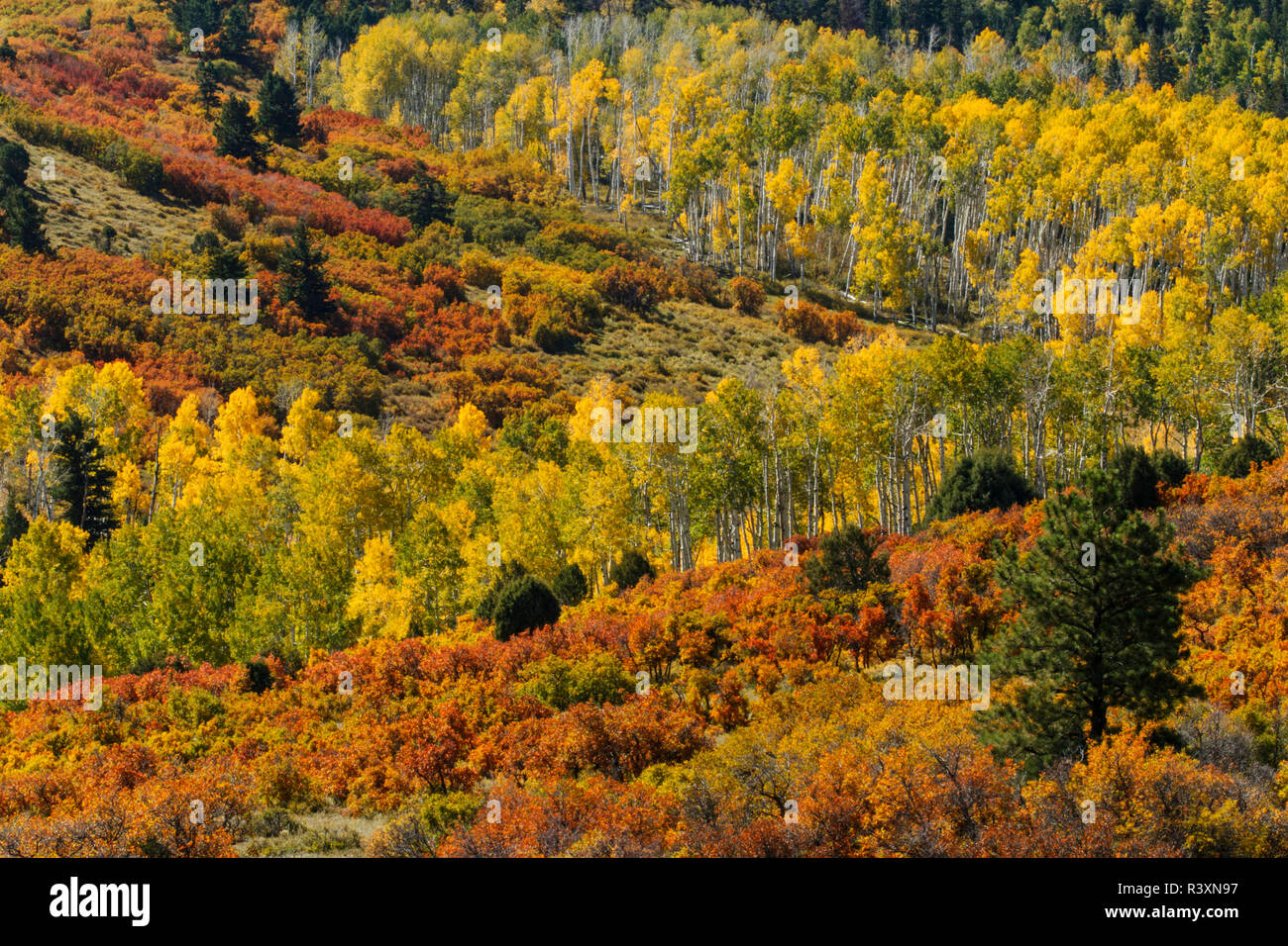 Aspens and fall color in front of Sneffels Range, Uncompahgre National Forest, Colorado Stock Photo