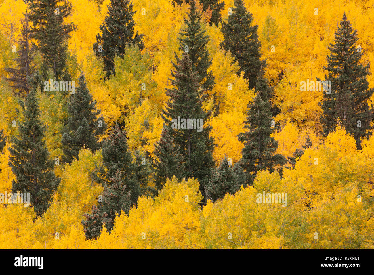USA, Colorado, San Juan National Forest. Spruce and aspen forest. Stock Photo