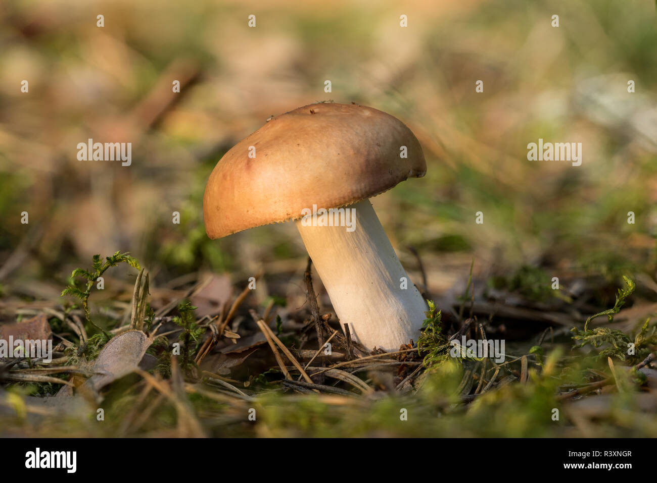 Russula decolorans mushroom is edible wild fungus. Orange mushroom, natural environment background Stock Photo