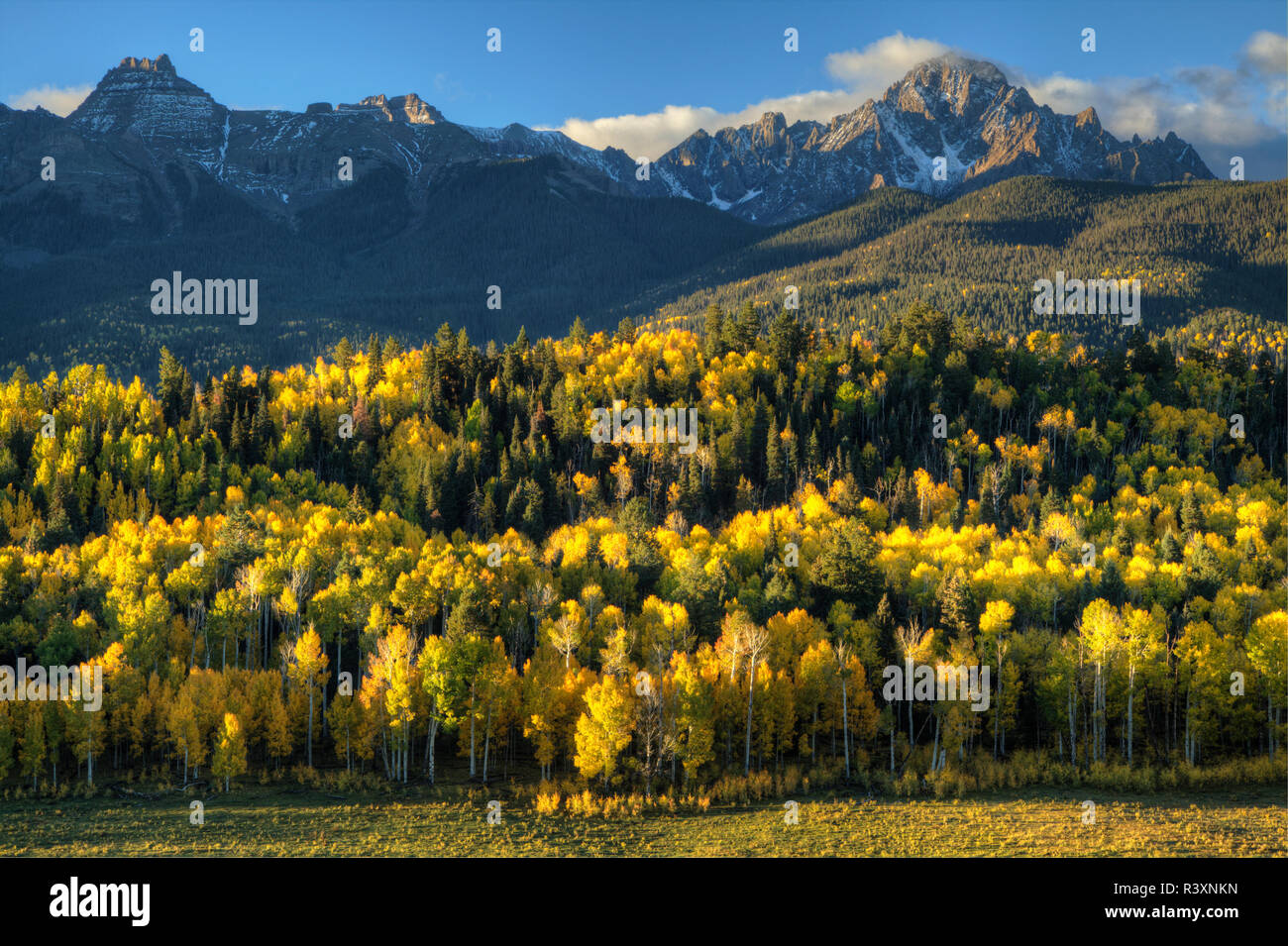 USA, Colorado, San Juan Mountains. Mt. Sneffels and forest at sunrise. Stock Photo