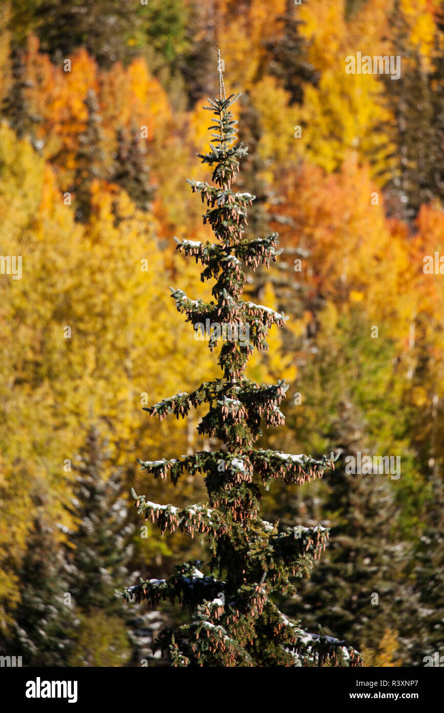USA, Colorado. Spruce tree with fresh snow. Stock Photo