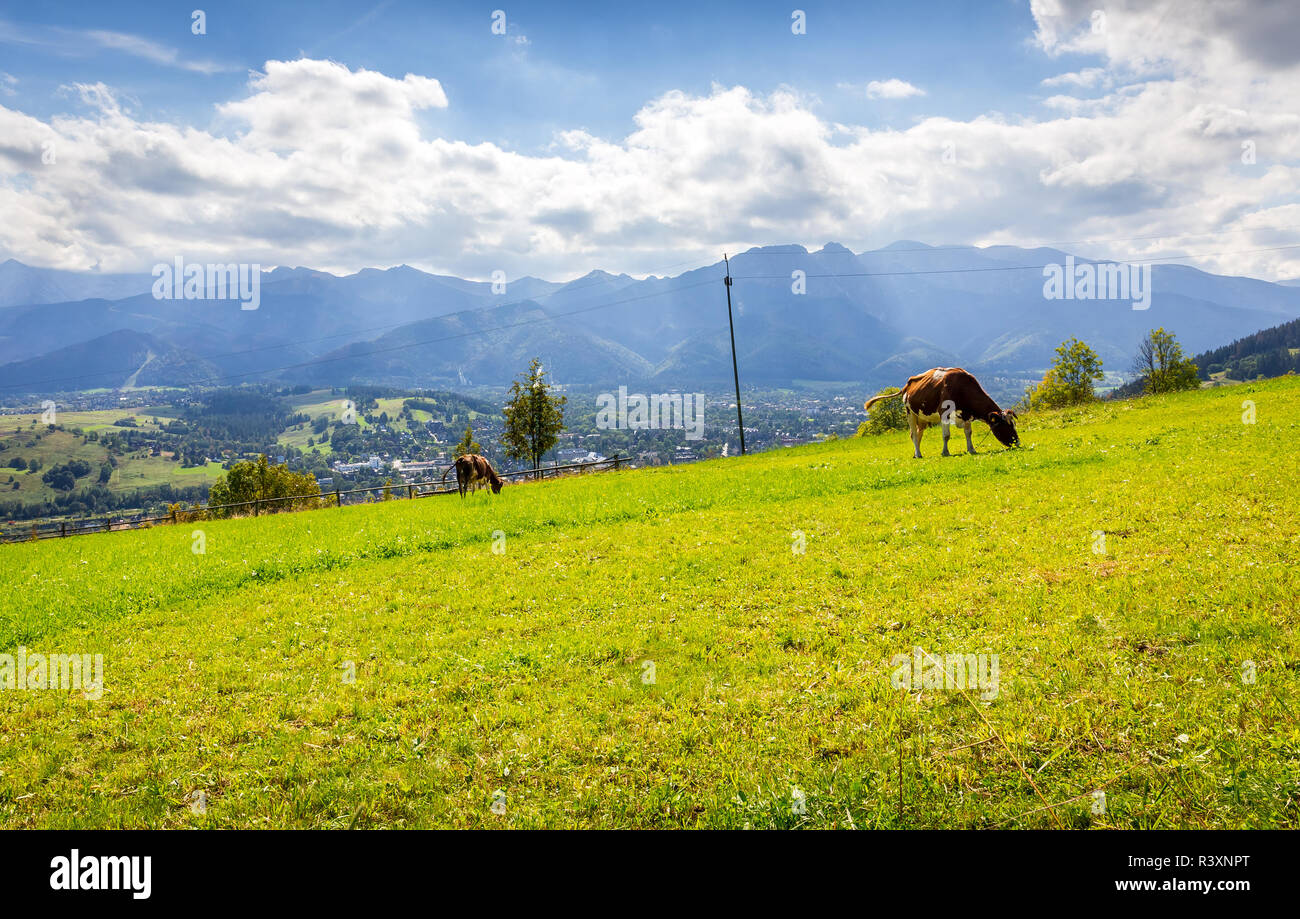 Summer panorama of Tatry Mountains and Mount Giewont, surroundings of Zakopane city, Southern Poland Stock Photo