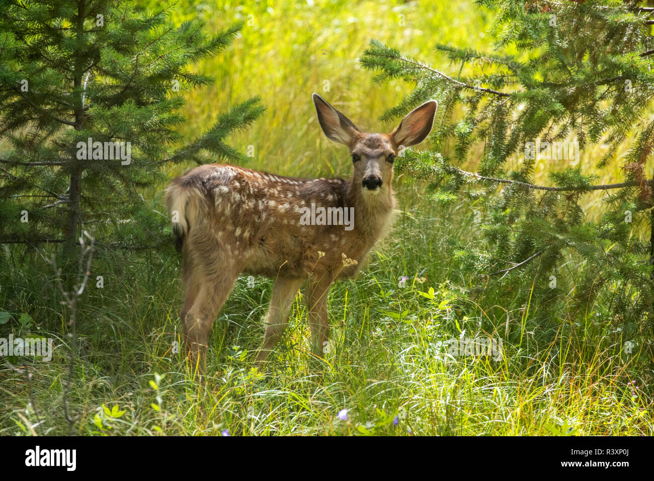 USA, Colorado, Pike National Forest. Mule deer fawn. Stock Photo