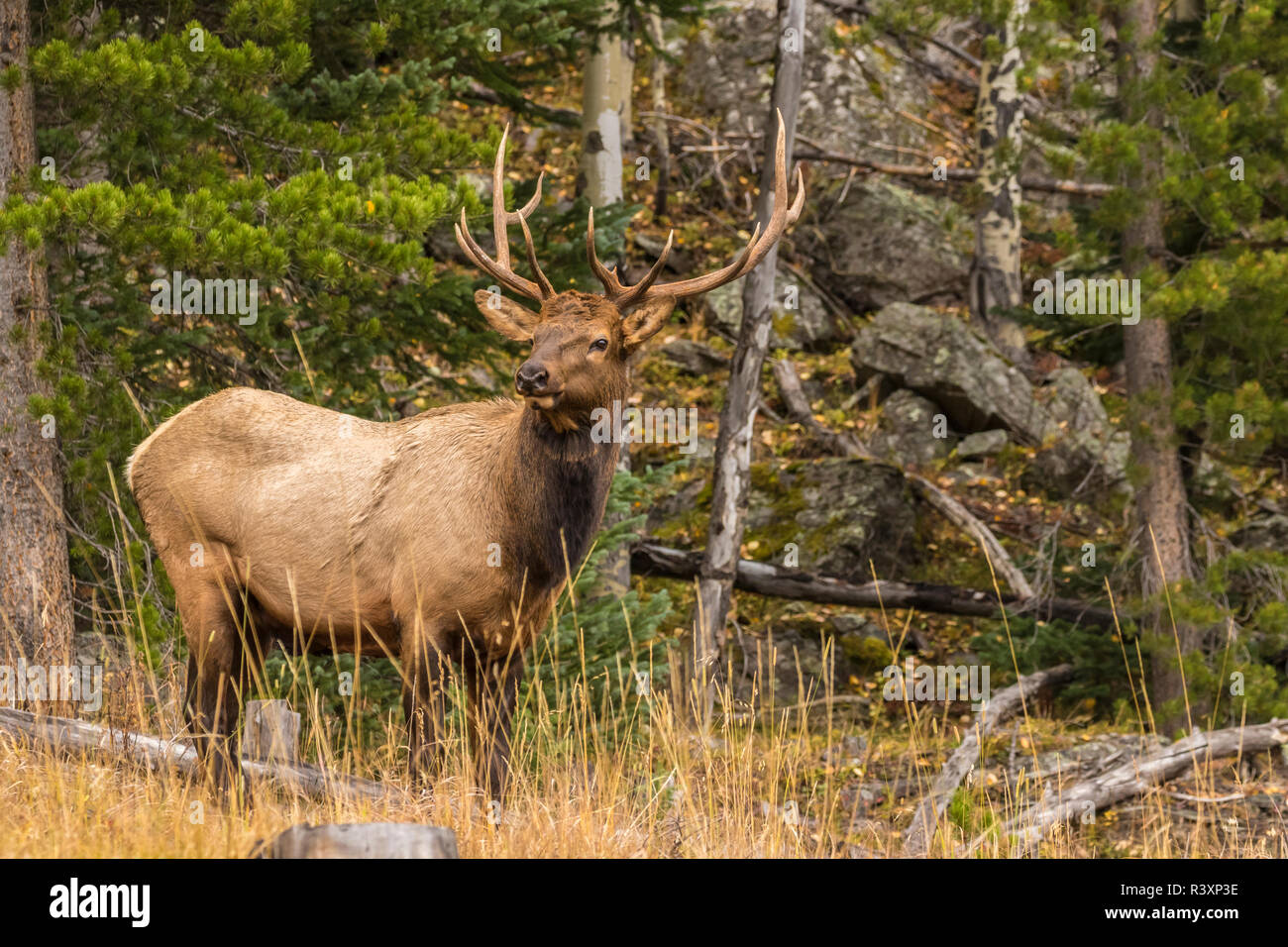 USA, Colorado, Rocky Mountain National Park. Bull elk close-up Stock ...