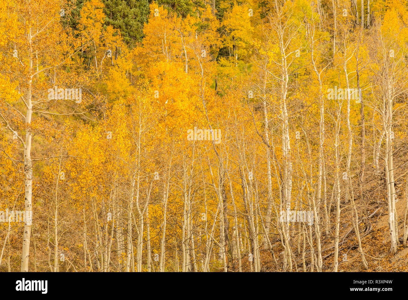 USA, Colorado, Gunnison National Forest. Aspen trees in fall color. Stock Photo