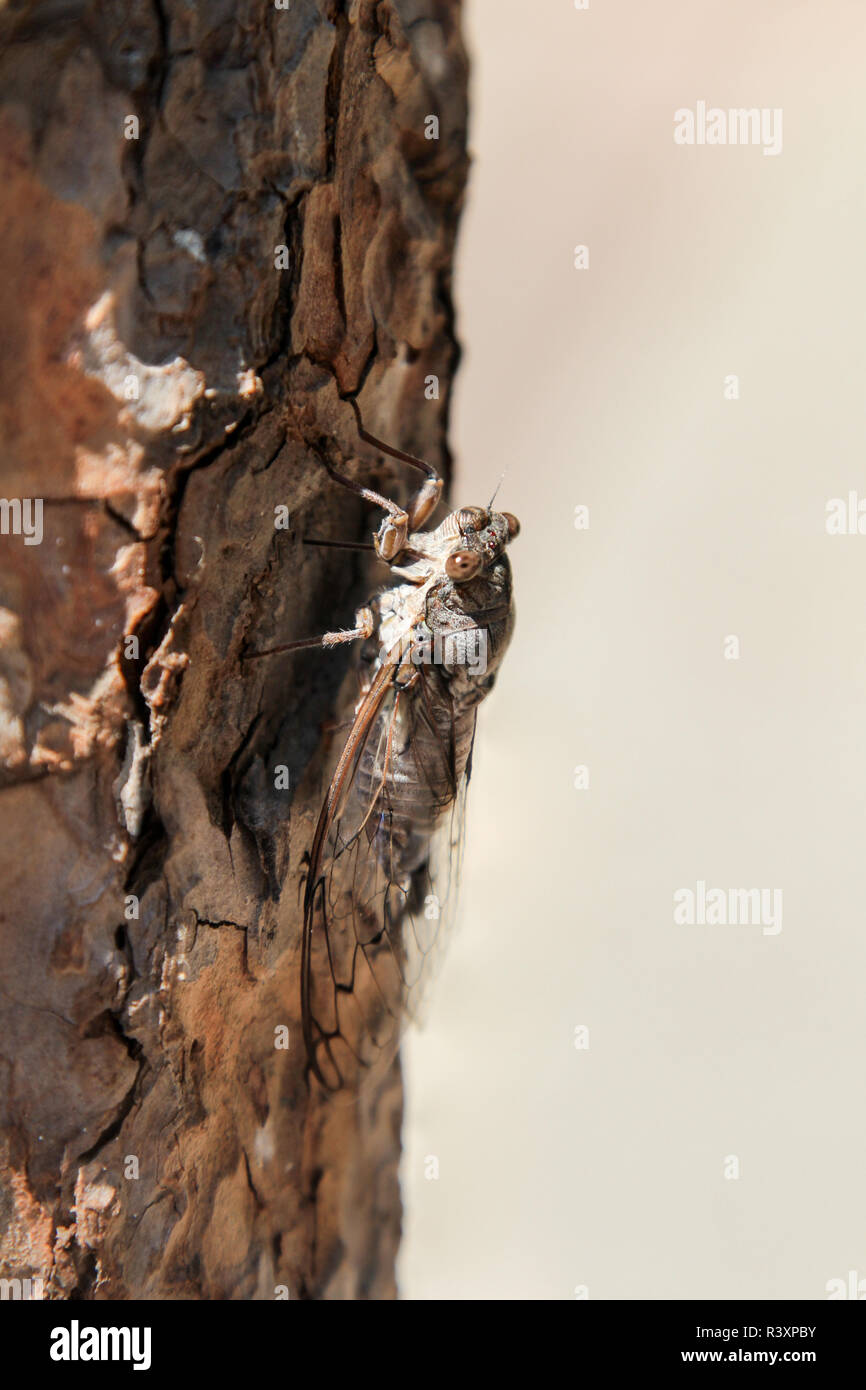 cicadas Stock Photo