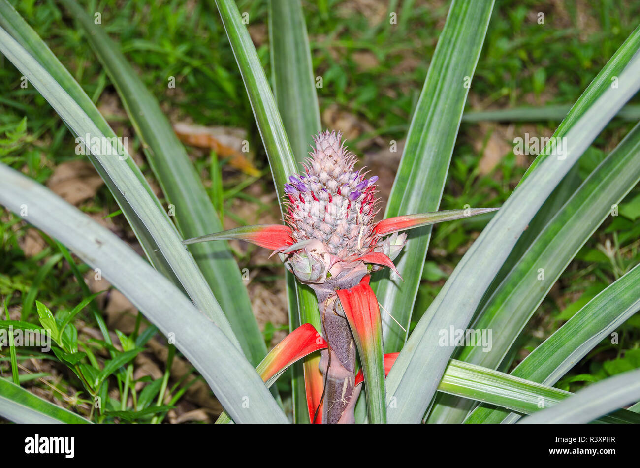 Wild ananas plant with ripening fruit and flowers, arising from the heart of the rosette, in the Red Frog Island Resort's Nature Preserve on the Basti Stock Photo