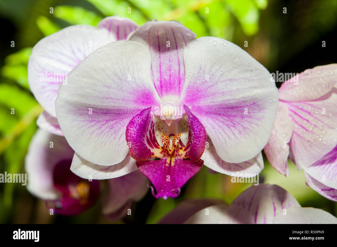 Phalaenopsis White Orchid Stock Photo - Alamy