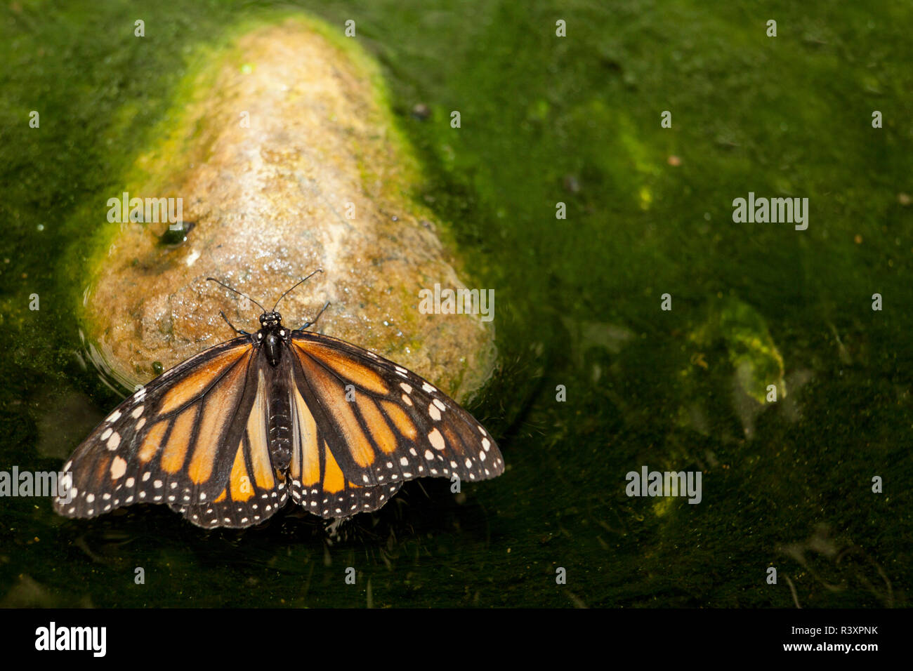 Monarch butterfly perched over green pond Stock Photo