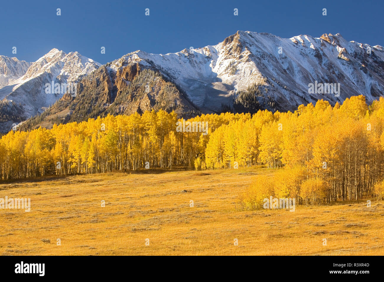 USA, Colorado, White River National Forest, Elk Mountains, aspen Stock