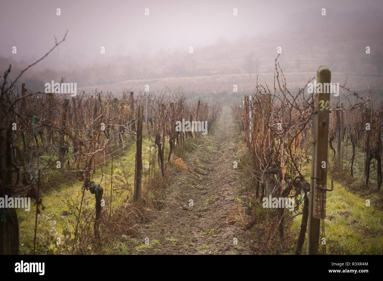 autumn foggy vineyard Stock Photo