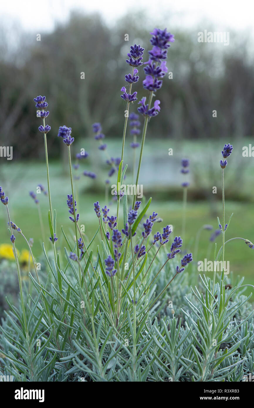 lavender flower closeup Stock Photo