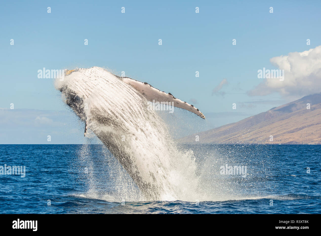 Humpback whale hawaii hi-res stock photography and images - Alamy