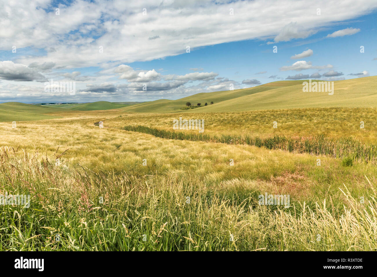 Expansive rolling fields of wheat and clouds, Palouse region of western Idaho. Stock Photo