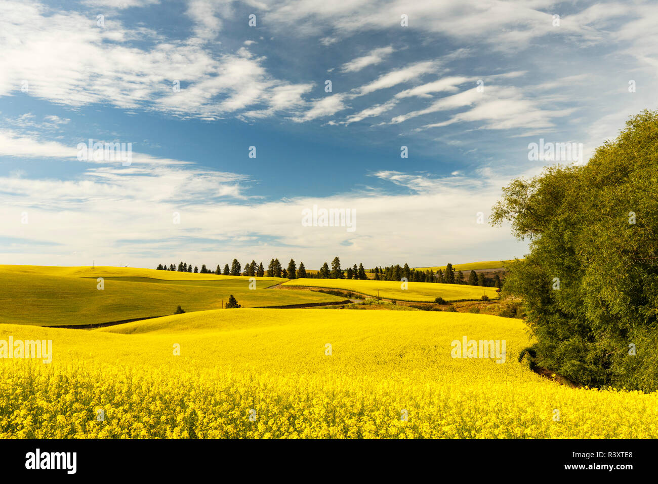 Expansive view of Canola crop, western Idaho. Stock Photo