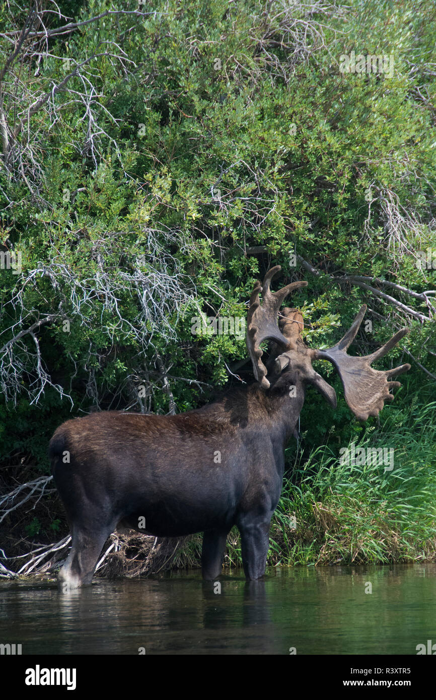 Feeding Bull Moose, Teton River, Driggs, Idaho Stock Photo