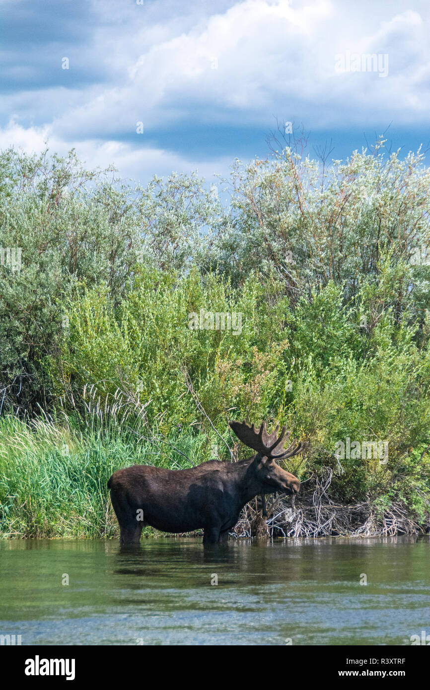 Bull moose wading in the Teton River, Driggs, Idaho Stock Photo