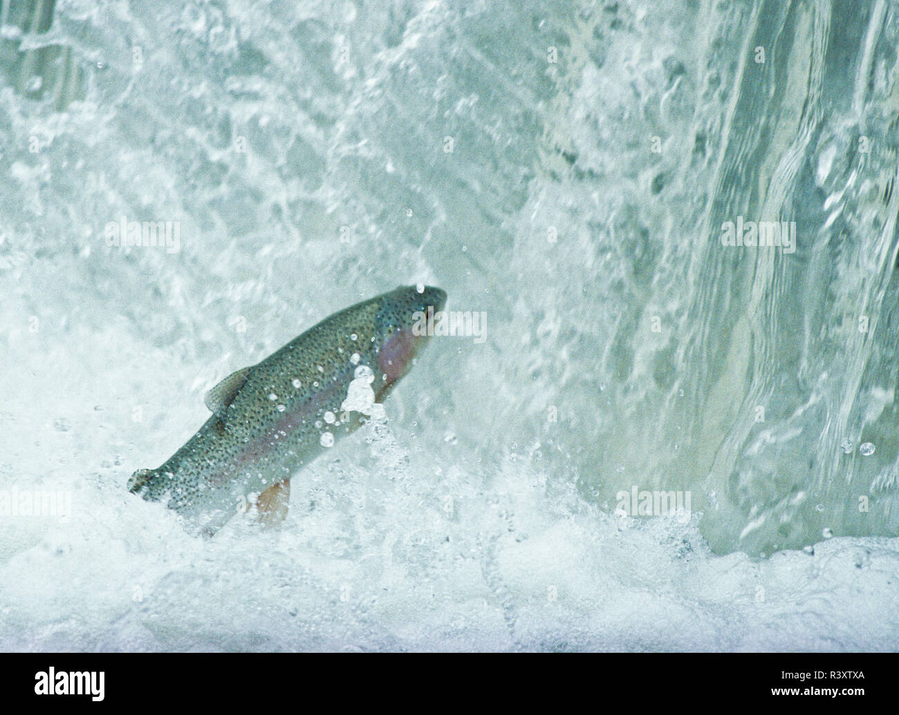 rainbow trout leaping into a small waterfall during spawning run on a tributary of the sun river near power, montana Stock Photo