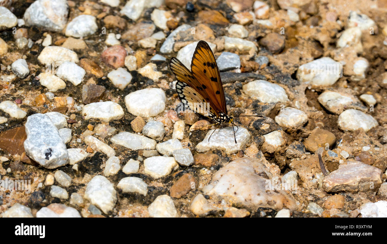 a pair of butterflies perching on a rock Stock Photo