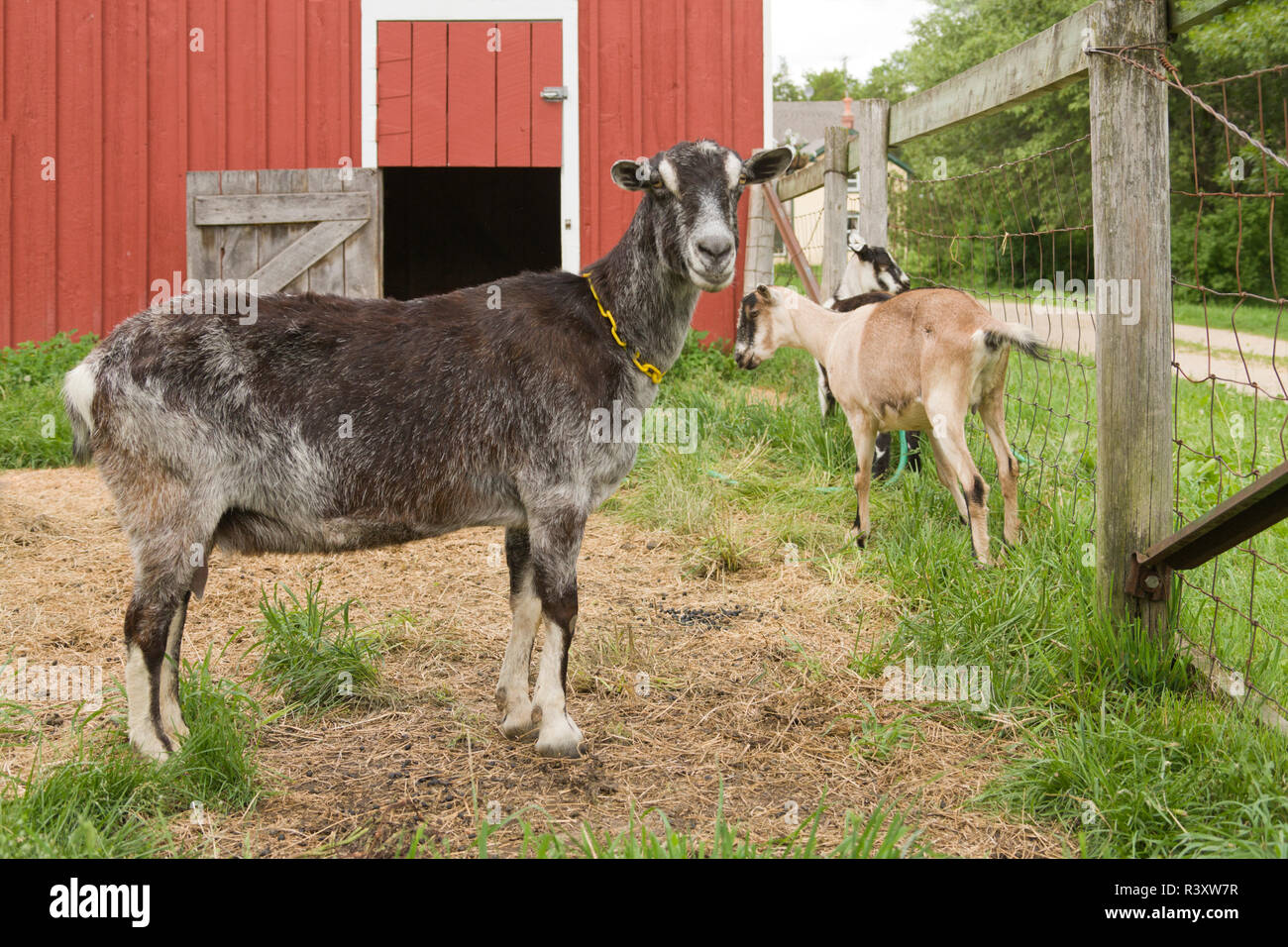 Goat barn red hires stock photography and images Alamy