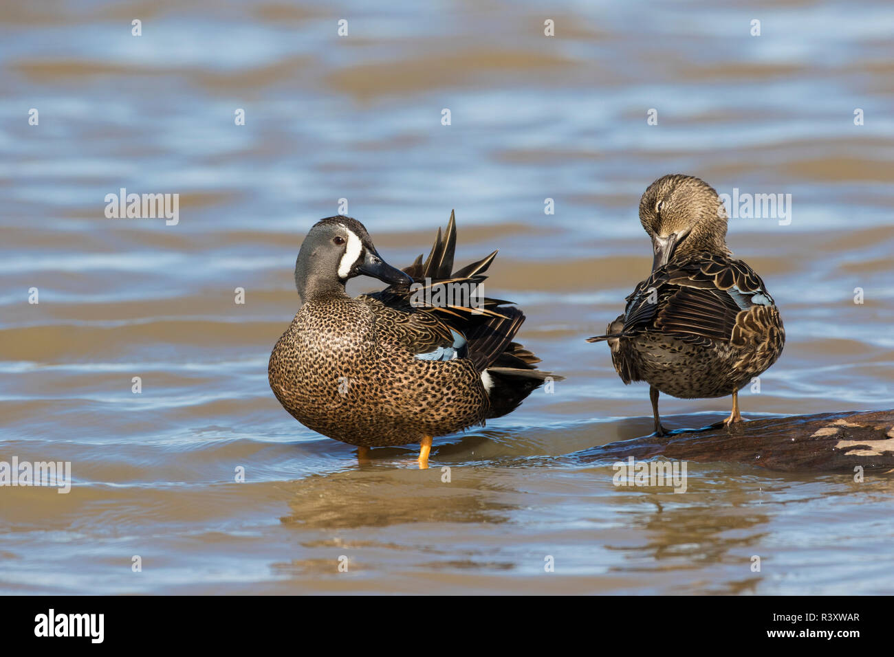 Blue-winged Teal (Anas discors) male and female preening on log in wetland, Marion County, Illinois Stock Photo