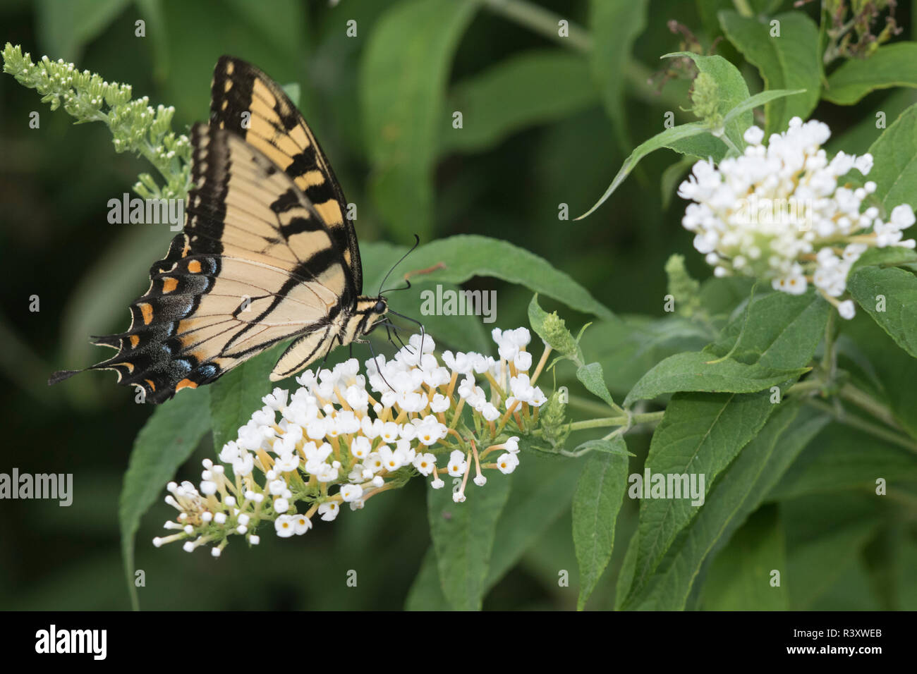 Eastern Tiger Swallowtail (Papilio glaucaus) on Butterfly Bush (Buddleja Davidii) Marion County, Illinois Stock Photo
