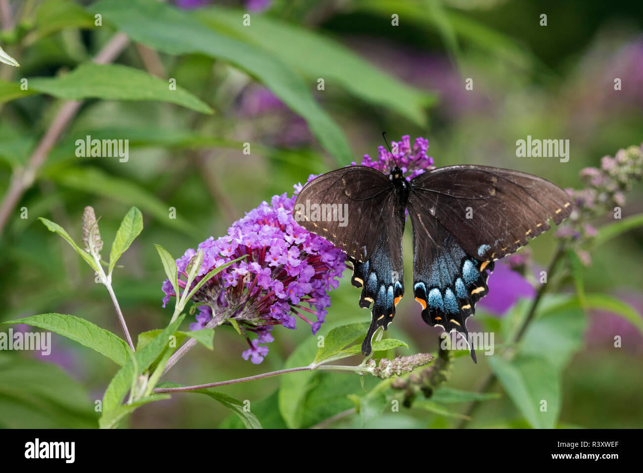 Eastern Tiger Swallowtail (Papilio glaucaus) female (black form) on Butterfly Bush (Buddleja Davidii) Marion County, Illinois Stock Photo