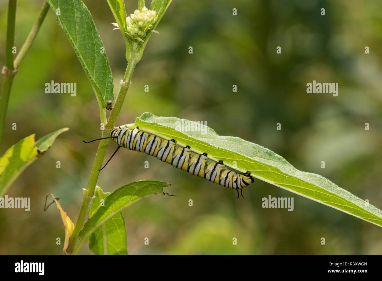 Monarch (Danaus Plexippus) caterpillar on Swamp Milkweed (Asclepias Incarnata) Marion County, Illinois Stock Photo