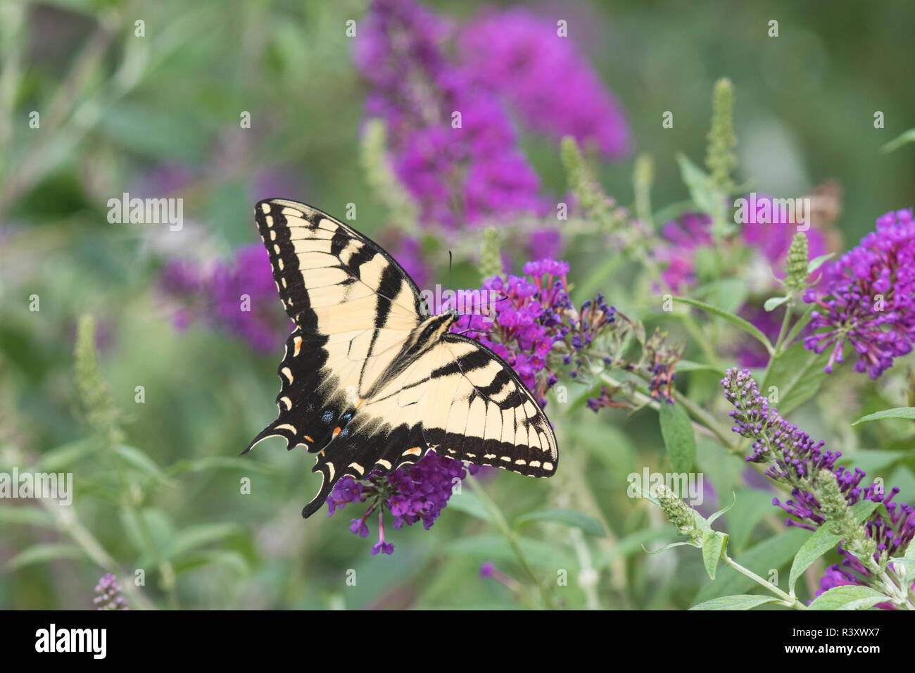 Eastern Tiger Swallowtail (Papilio glaucaus) on Butterfly Bush (Buddleja davidii) Marion County, Illinois Stock Photo