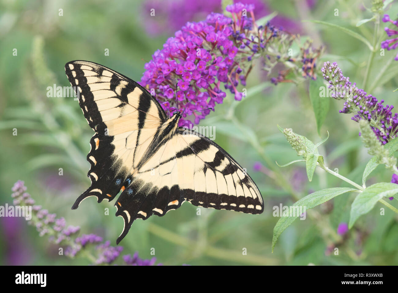 Eastern Tiger Swallowtail (Papilio glaucaus) on Butterfly Bush (Buddleja davidii) Marion County, Illinois Stock Photo