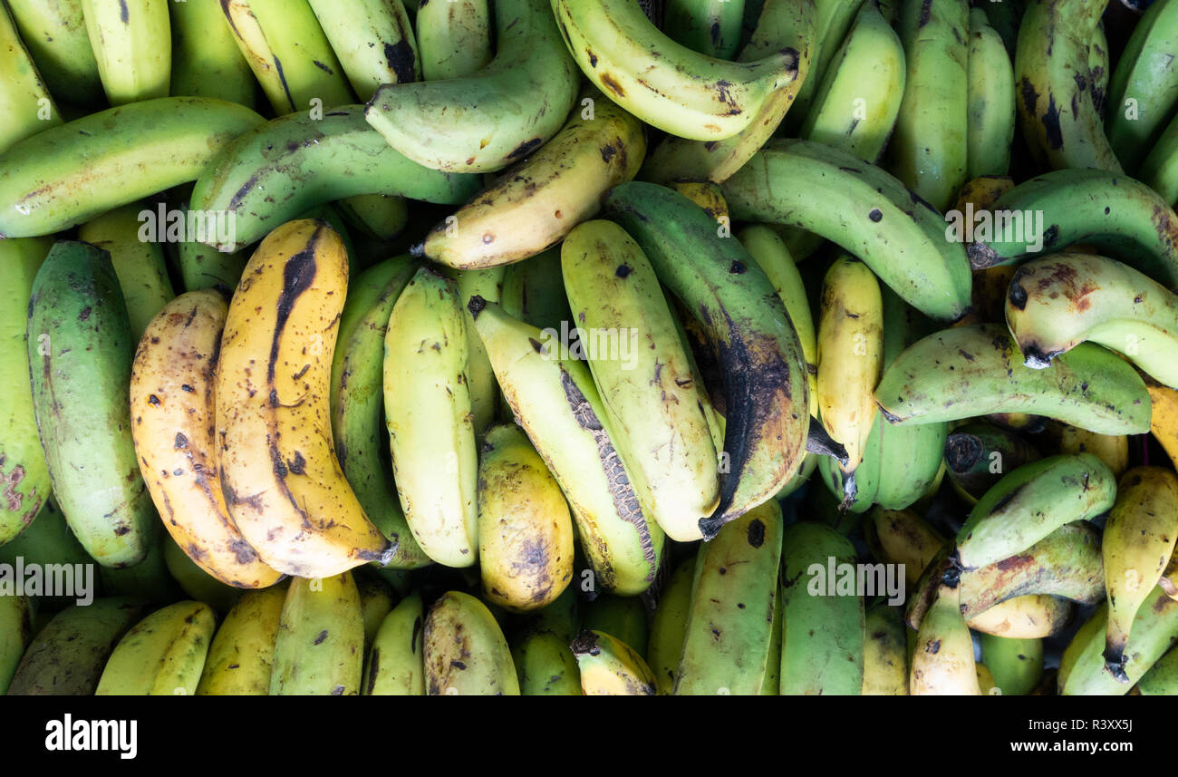 Spanish banana hires stock photography and images Alamy