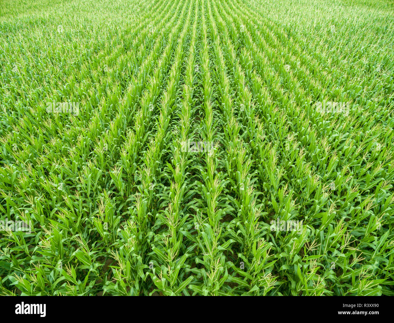 Corn field, Marion County, Illinois Stock Photo