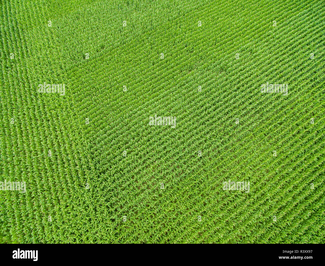 Corn field, Marion County, Illinois Stock Photo