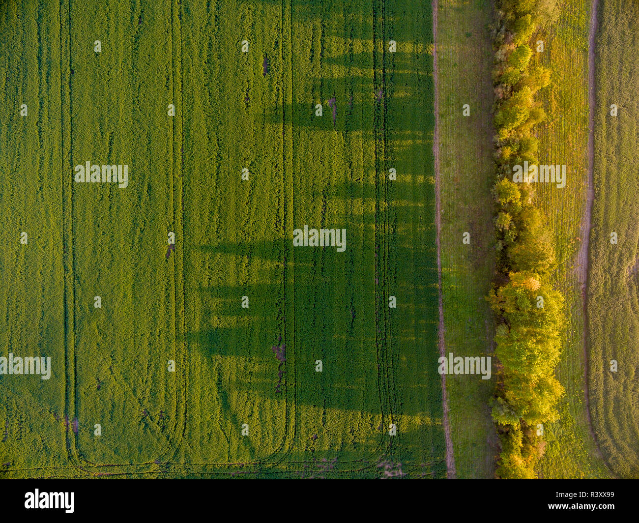 Wheat field and shadows from trees, Marion County, Illinois Stock Photo