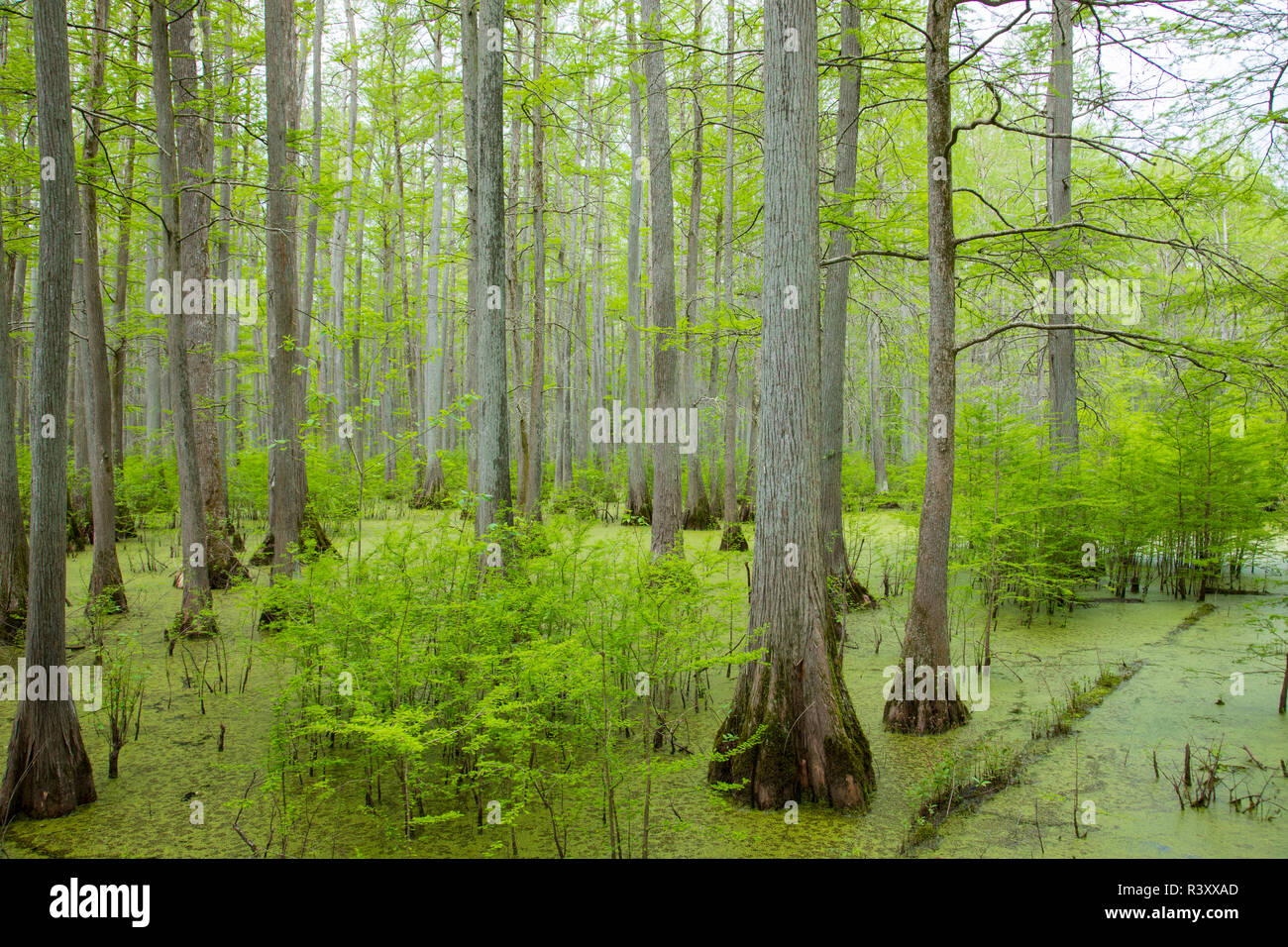 Bald Cypress trees (Taxodium distichum) Heron Pond Little Black Slough
