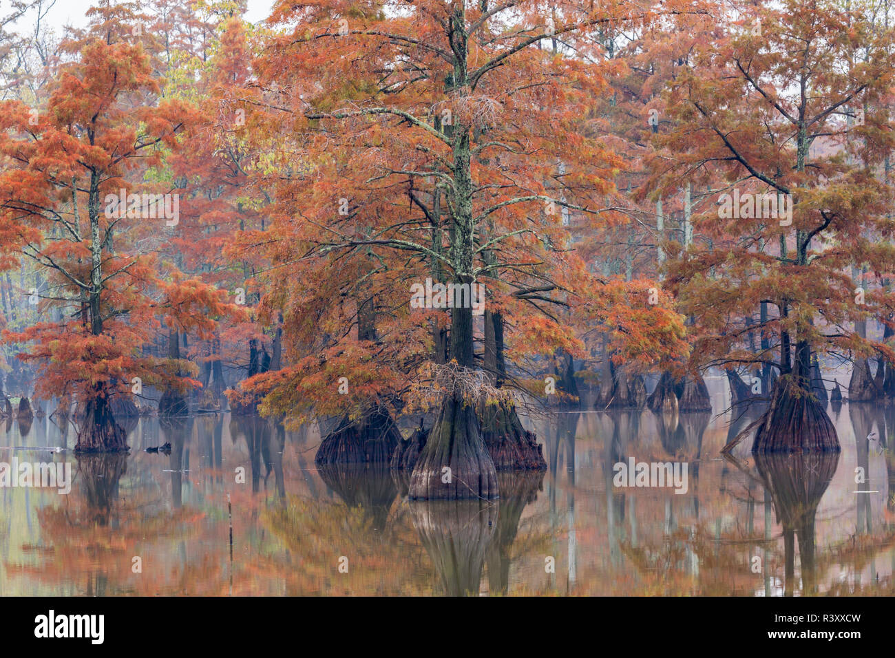 Cypress trees in fall color Horseshoe Lake State Fish and Wildlife Area