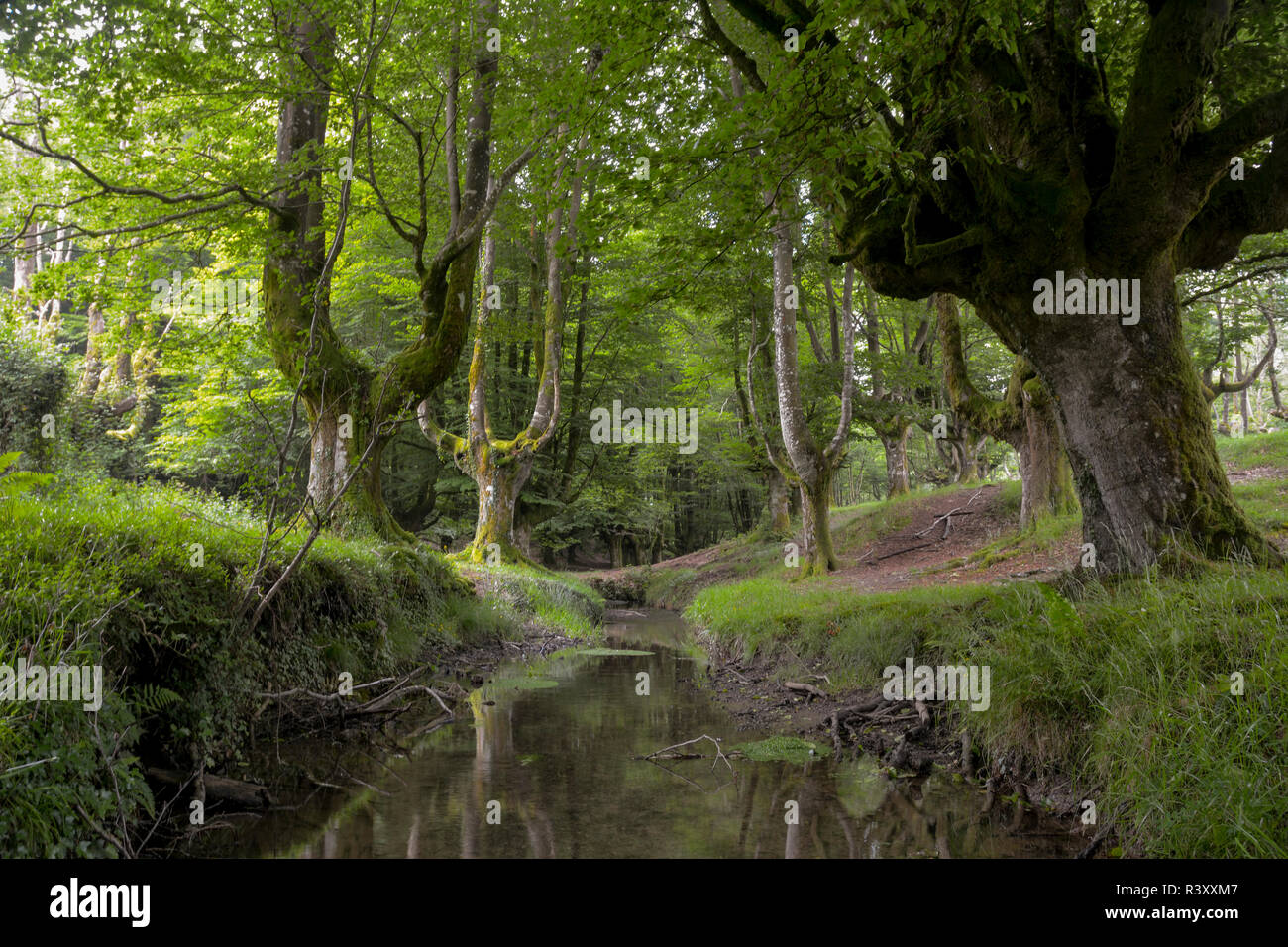 beech forest of otzarreta Stock Photo