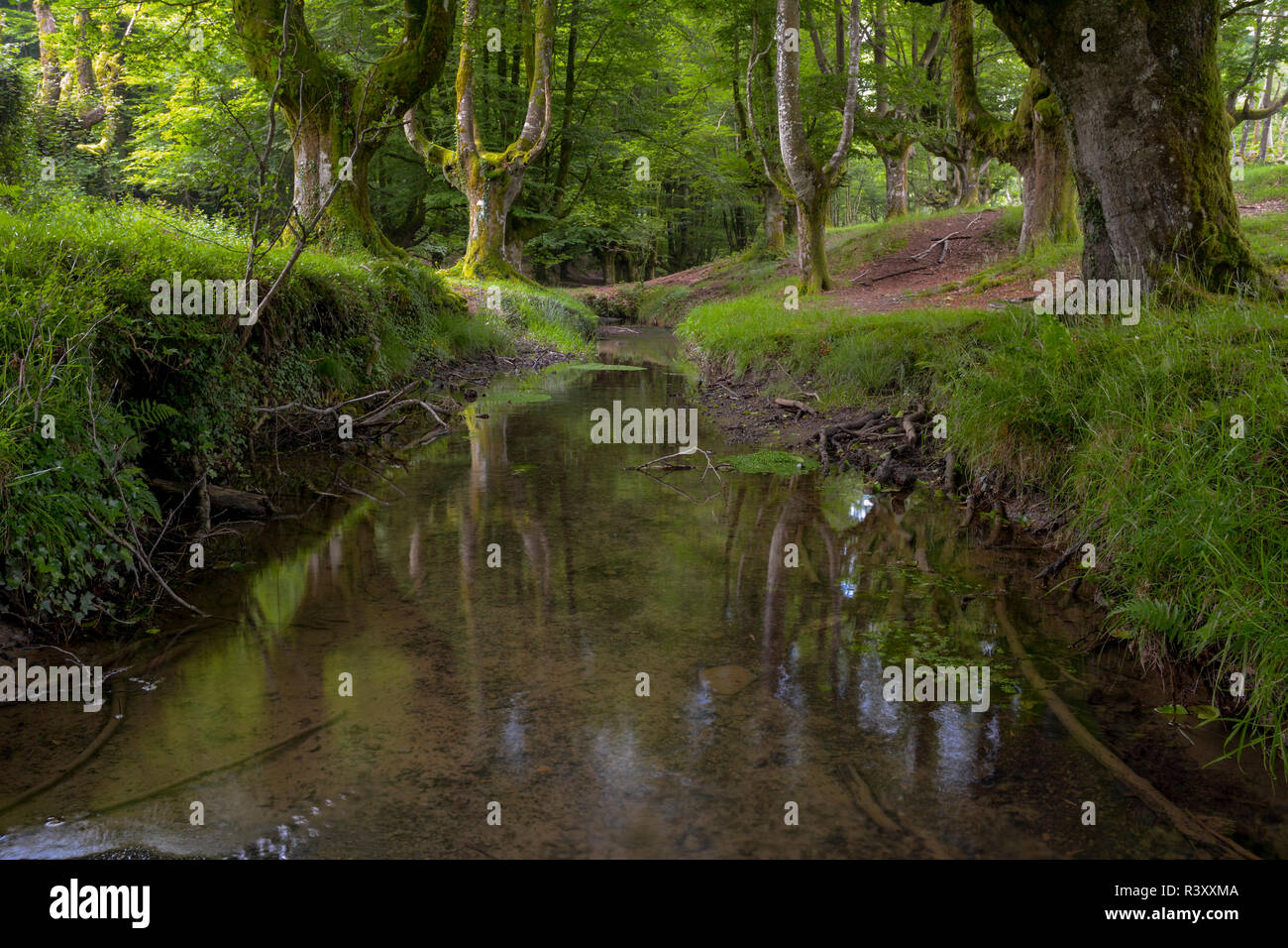 beech forest of otzarreta Stock Photo