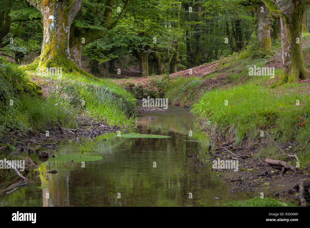 beech forest of otzarreta Stock Photo