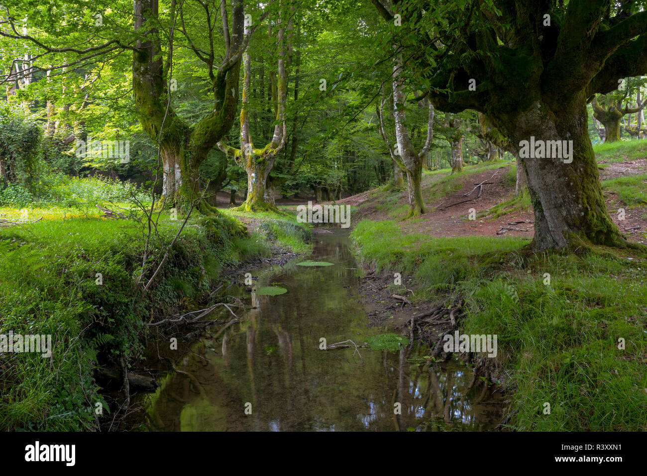 beech forest of otzarreta Stock Photo