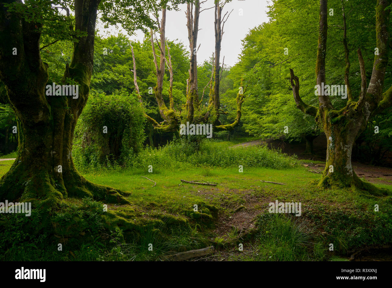 beech forest of otzarreta Stock Photo