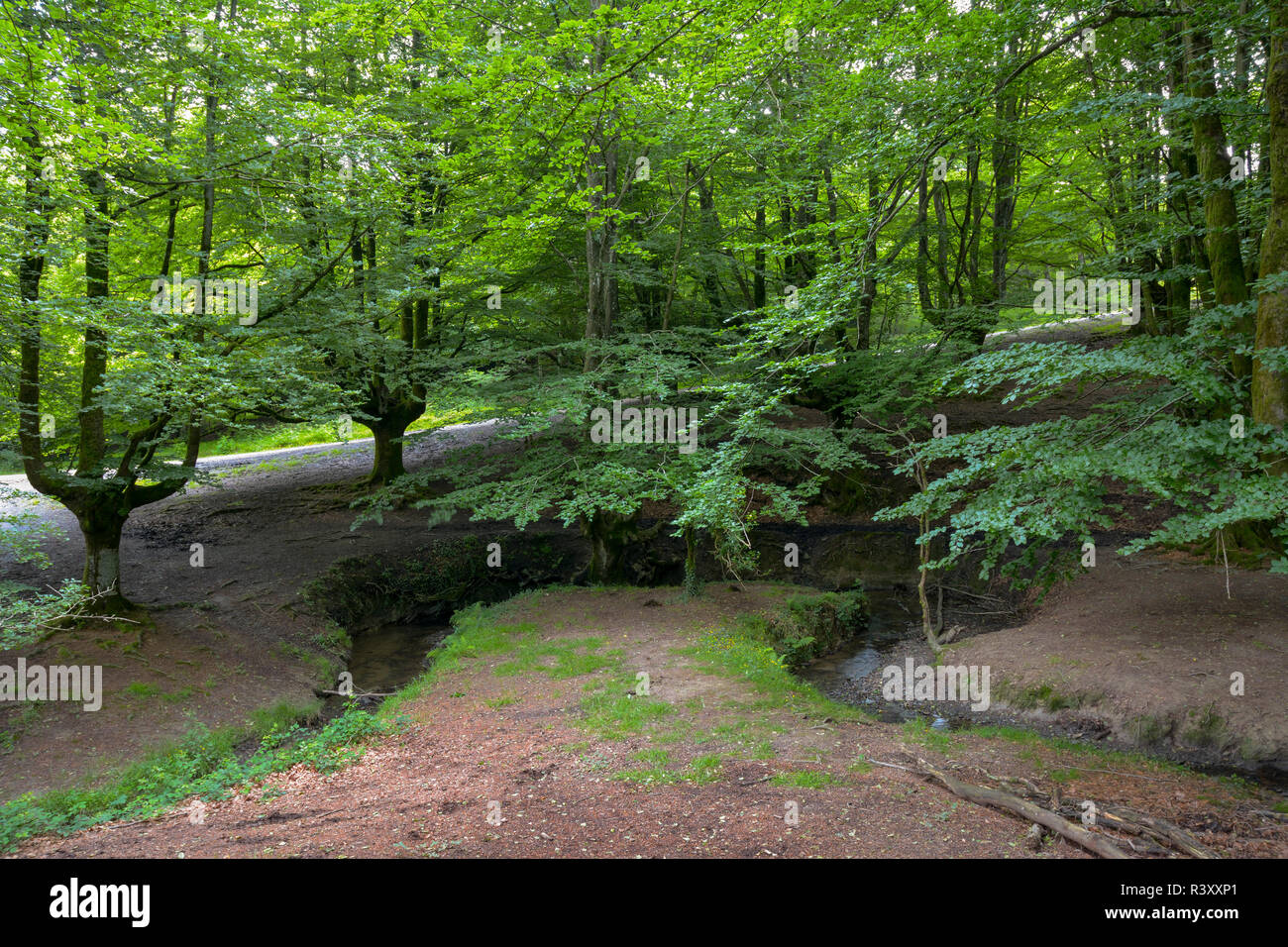 beech forest of otzarreta Stock Photo