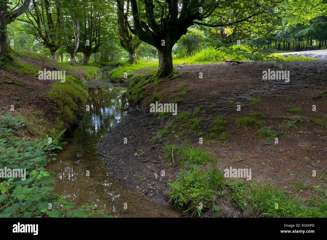 beech forest of otzarreta Stock Photo