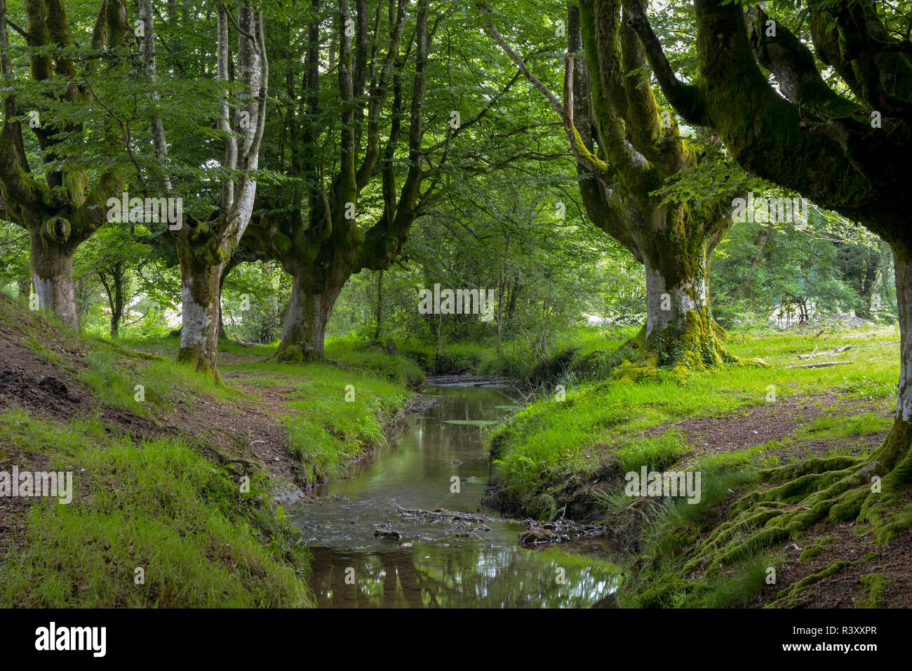 beech forest of otzarreta Stock Photo