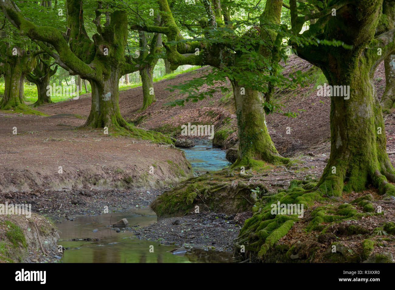 beech forest of otzarreta Stock Photo