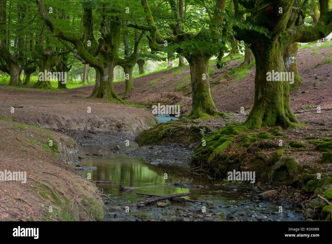 beech forest of otzarreta Stock Photo