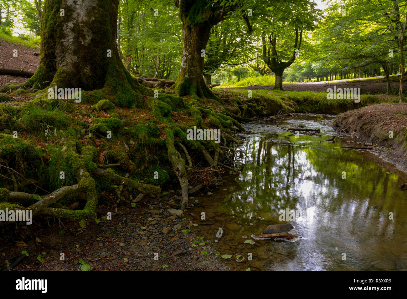 beech forest of otzarreta Stock Photo