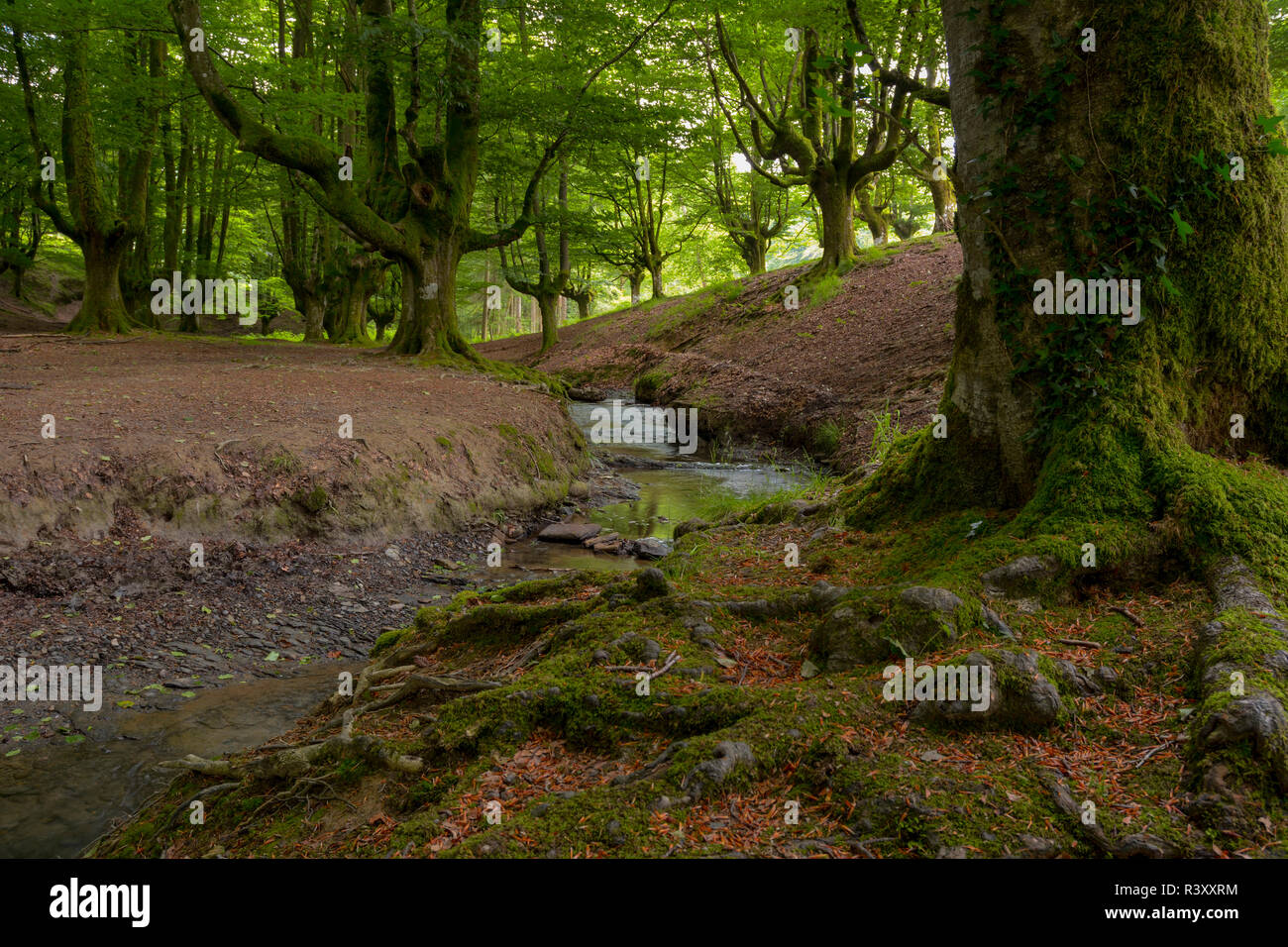 beech forest of otzarreta Stock Photo